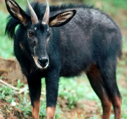 四不像正版+正版四不像四不像|智能解答解释落实_娱乐版IPHONE.4.959 四不像正版+正版四不像四不像|智能解答解释落实_娱乐版IPHONE.4.959