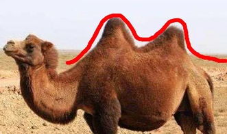 四不像正版资料|权威解答解释落实_激发集.5.938 四不像正版资料|权威解答解释落实_激发集.5.938