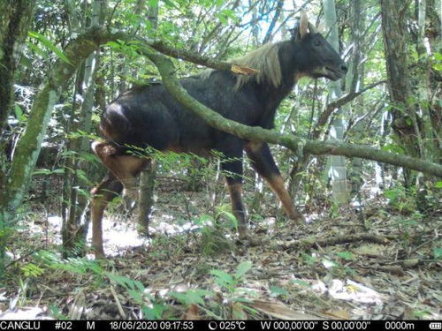四不像正版资料免费查询|探索生活中的智慧与灵感_自在版.8.793